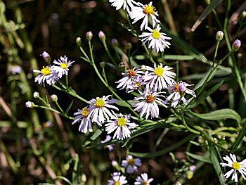 �����̉�