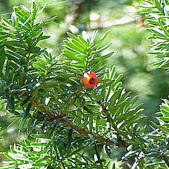 �����̉ԁ@���