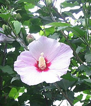 �����̉ԁ@�e