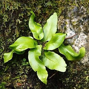 �����̉ԁ@���J�n��