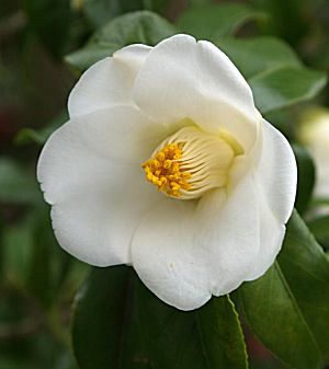 �����̉ԁ@��