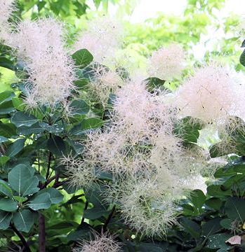 �����̉ԁ@�͂���