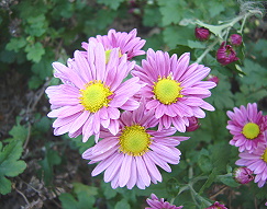 �����̉ԁ@�e