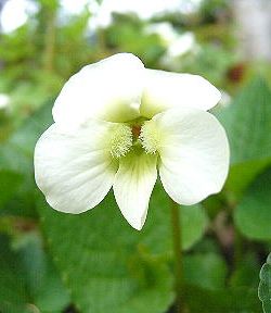 �����̉ԁ@�X�~��(��)