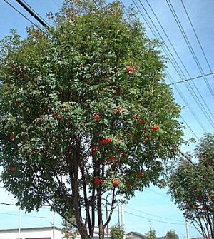 �����̉ԁ@����