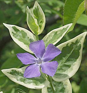 �����̉ԁ@�����X��