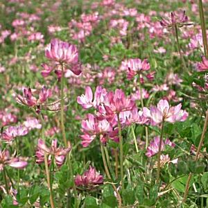 �����̉ԁ@�����X��