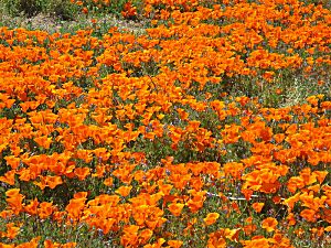 �����̉ԁ@��