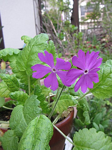 �����̉ԁ@����