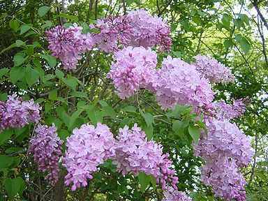 �����̉ԁ@���C���b�N