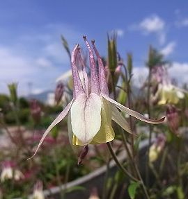 �����̉ԁ@�I���[�u