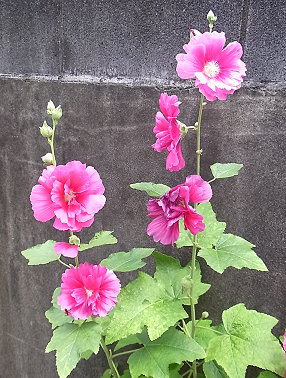 �����̉ԁ@�I���[�u