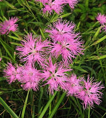 �����̉ԁ@����|��