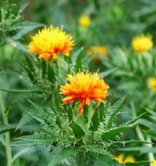 �����̉ԁ@�g��