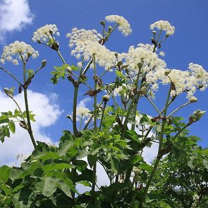 �����̉ԁ@���Ɗ�