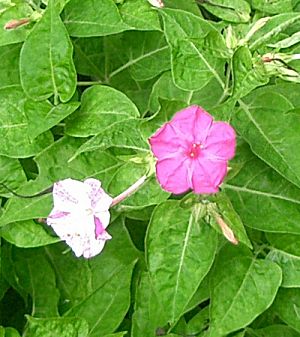 �����̉ԁ@�����낢�΂�