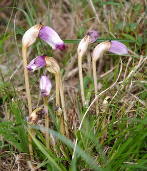 �����̉ԁ@�i���o���M�Z��