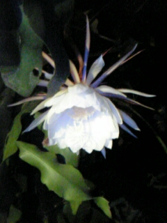 �����̉ԁ@�������l