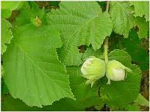 �����̉ԁ@�������l