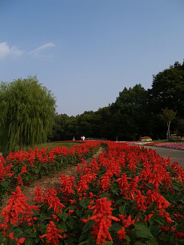 �����̉ԁ@�T���r�A