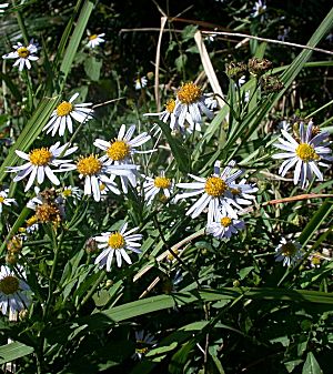 �����̉ԁ@�����i