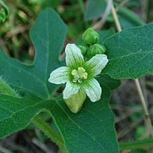 �����̉ԁ@�u���I�j�A