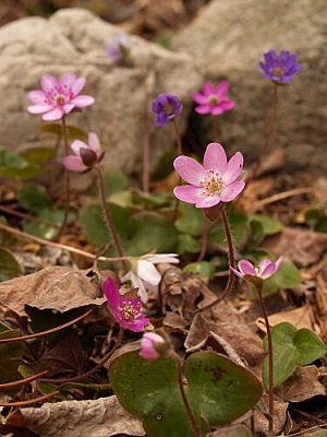 �����̉ԁ@�~�X�~�\�E