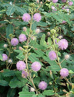 �����̉ԁ@�I�W�M�\�E