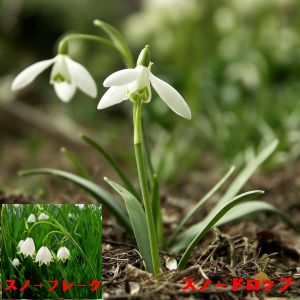 �����̉ԁ@�X�m�[�h���b�v