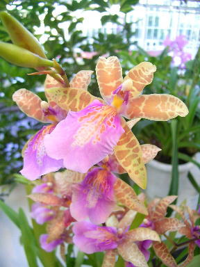 �����̉ԁ@�~���g�j�A