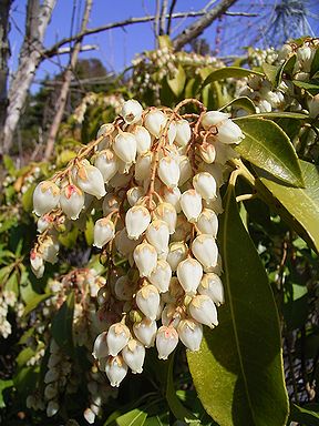 �����̉ԁ@�n����