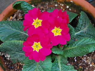 �����̉ԁ@�v�������E�|���A���T