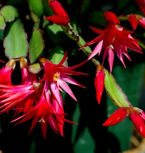 �����̉ԁ@�C�[�X�^�[�J�N�^�X