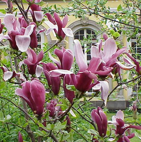 �����̉ԁ@�ԑh�F