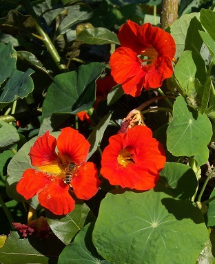 �����̉ԁ@�i�X�^�`�E��