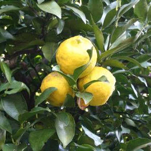 �����̉ԁ@�M�q