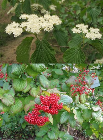 �����̉ԁ@�A�W�T�C