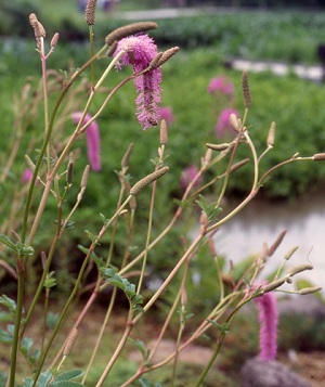 �����̉Ԃm�g�j�@������