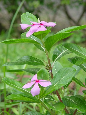 �����̉Ԃm�g�j�@������