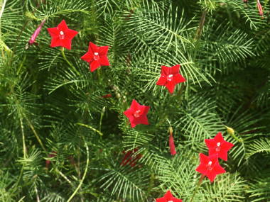 �����̉ԁ@�~�g��