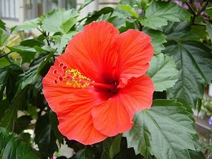 �����̉ԁ@���K��[�Ԃ�������]