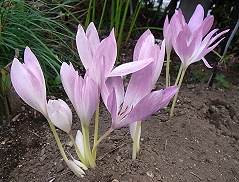 �����̉ԁ@�R���`�J��