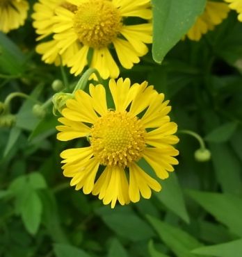 �����̉ԁ@�w���j�E��