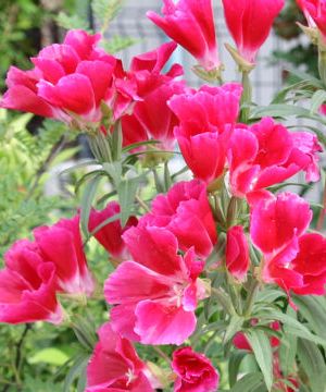 今日の花 吾亦紅