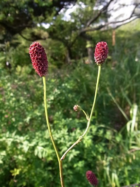 �����̉ԁ@�ᖒ�g