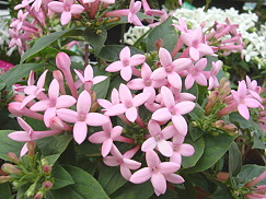 �����̉ԁ@�u�o���f�B�A