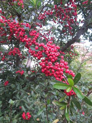 �����̉ԁ@�s���J���T