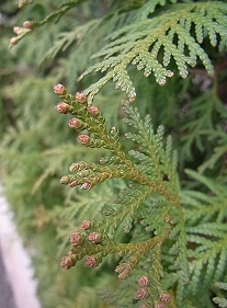 �����̉ԁ@���w�t