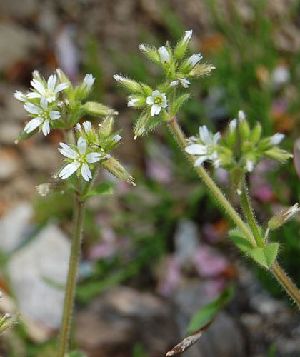 �����̉ԁ@�I�����_�~�~�i��