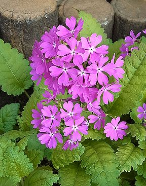 �����̉ԁ@�I�����_�~�~�i��